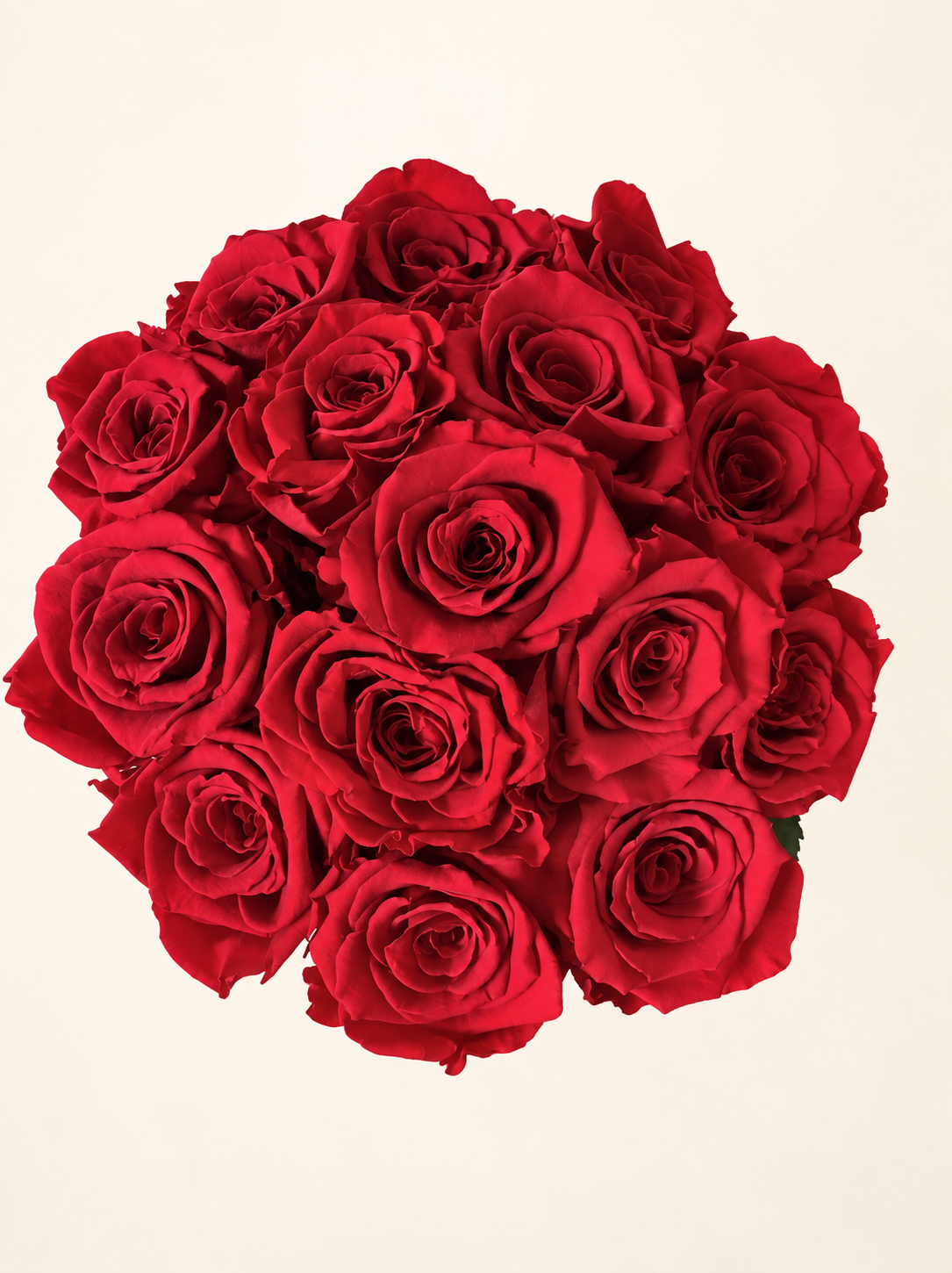 Vista dall’alto di Rosso Reale: quindici rose rosse stabilizzate disposte in un bouquet rotondo su fondo avorio.