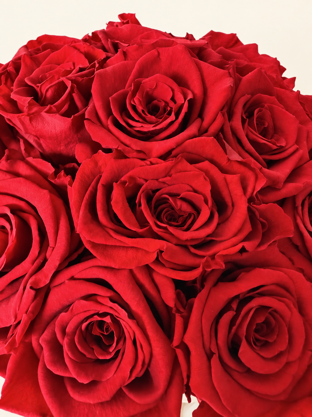 Dettaglio dei petali delle rose rosse stabilizzate della composizione Rosso Reale.