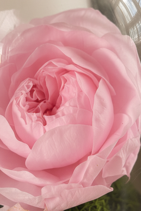 Dettaglio dei petali della rosa rosa stabilizzata di Blush Éternelle.
