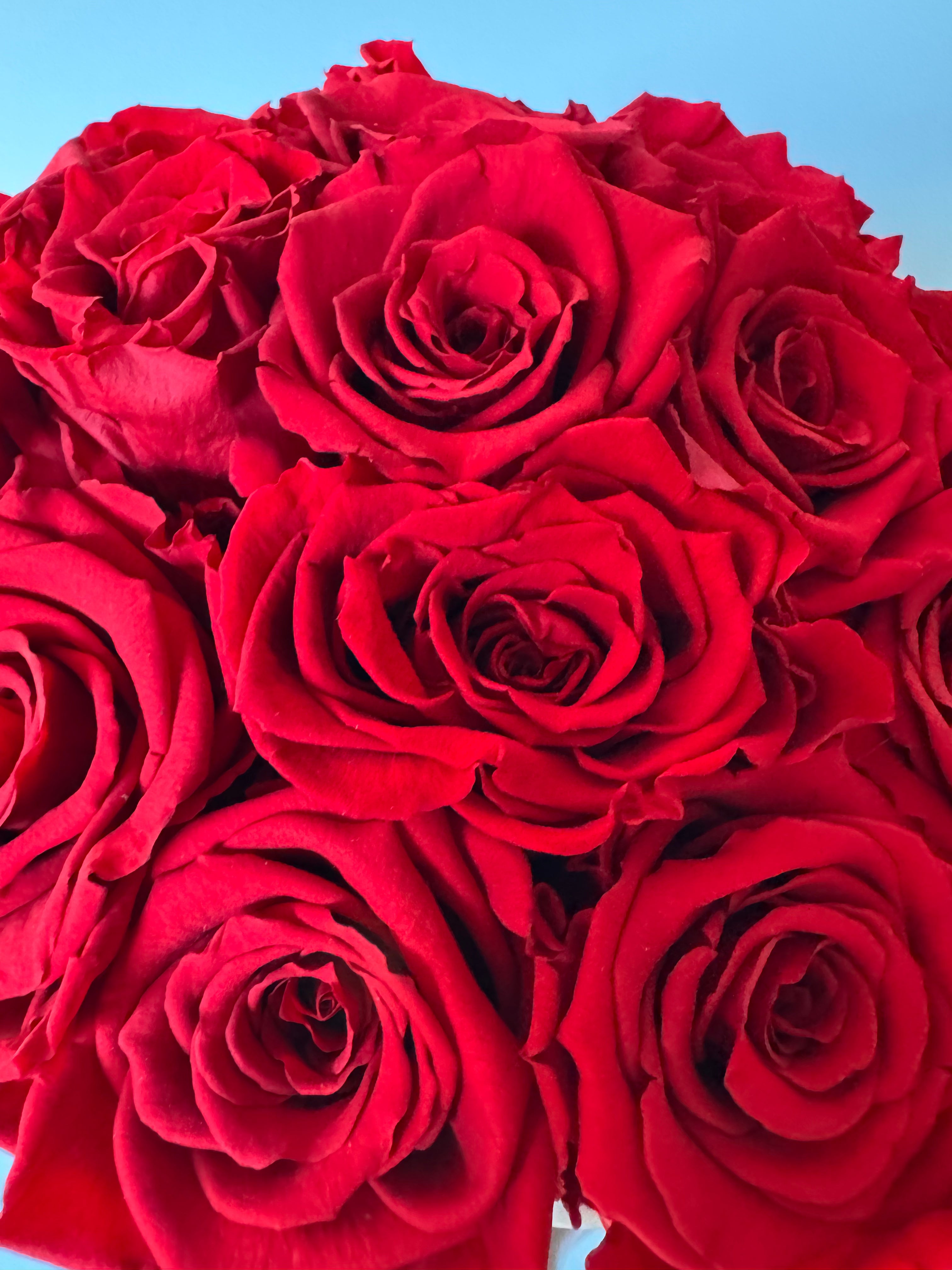 Dettaglio delle rose rosse stabilizzate di Rosso Imperiale.