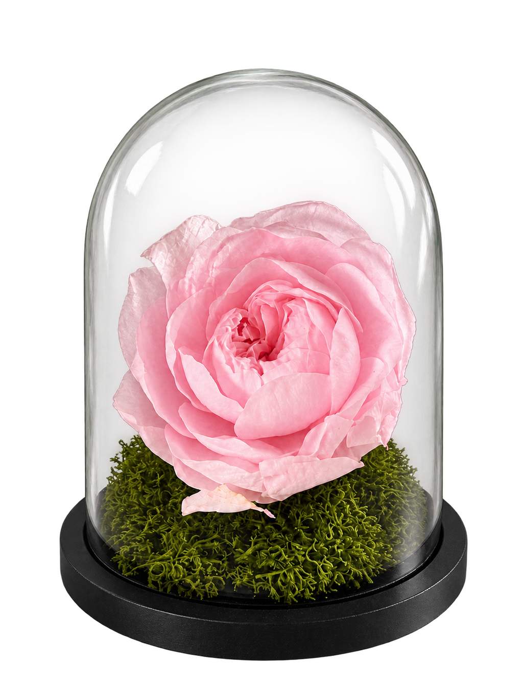 Blush Éternelle: una rosa rosa stabilizzata sotto campana di vetro, su muschio verde e base nera.