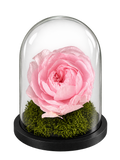Blush Éternelle: una rosa rosa stabilizzata sotto campana di vetro, su muschio verde e base nera.