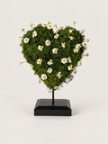 Cuore di Camomilla: cuore di muschio naturale con margherite di camomilla stabilizzate su stelo e base nera.
